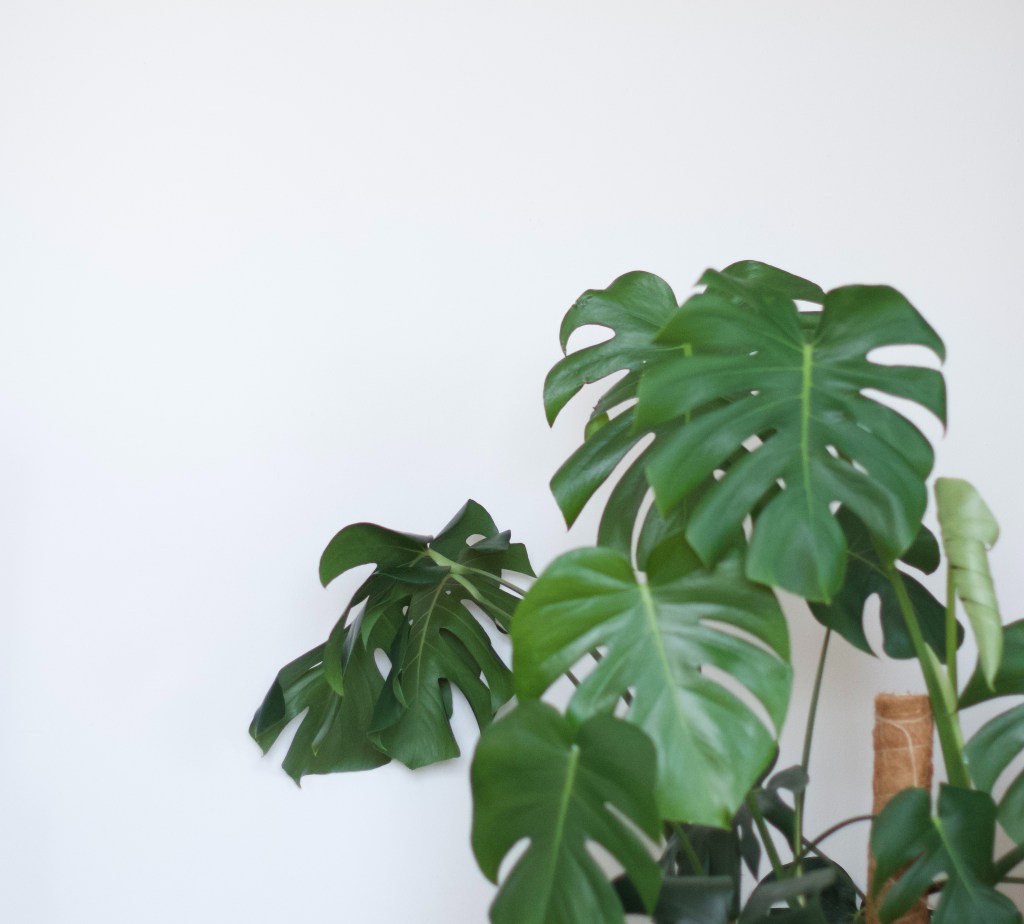 Not a green&nbsp;thumb…